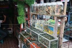 Pasar Ikan Hias Jatinegara