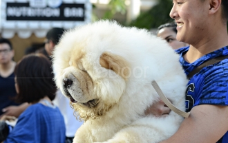 Kontes Anjing Berbakat Di Dog Does Disco Sakura 2015 Kontes Anjing Berbakat Di Dog Does Disco Sakura 2015