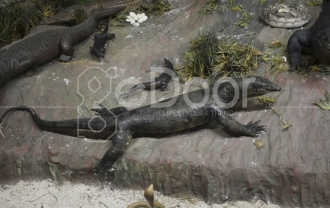 Mengenal Berbagai Jenis Fauna Di Museum Komodo TMII