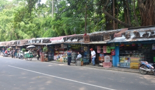 Pasar Burung Dan Hewan Murah Di Jalan Barito