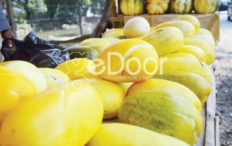 Penjaja Dadakan Timun Suri Dan Blewah Kalimalang