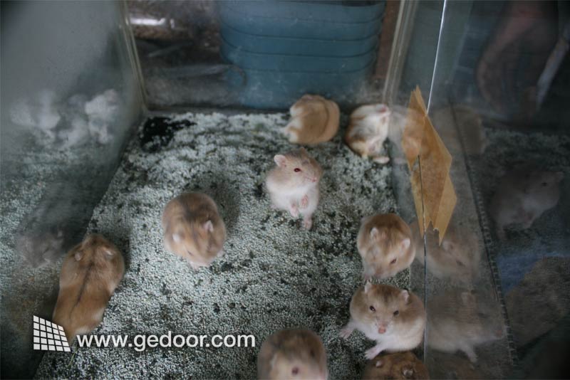Aneka Hamster di jalan Barito