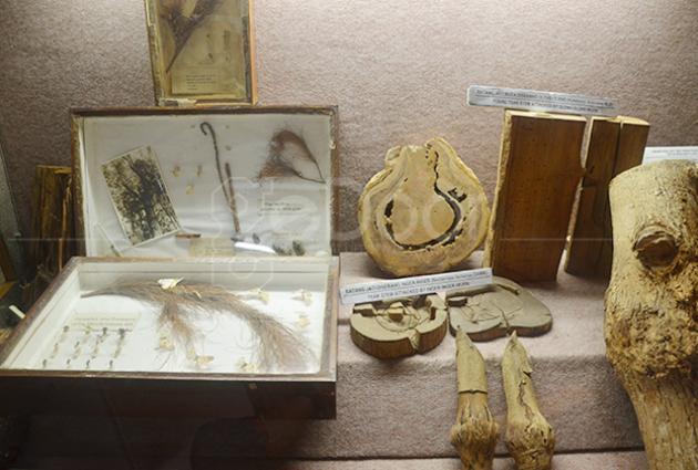 Museum Kehutanan Dan Taman Hutan Manggala Wanabakti Mengenal Lebih Jauh Hutan Di Indonesia Museum Kehutanan Dan Taman Hutan Manggala Wanabakti Mengenal Lebih Jauh Hutan Di Indonesia