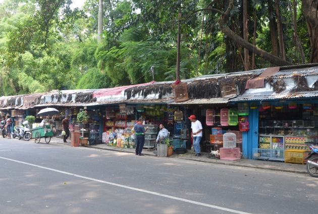 Pasar Burung Dan Hewan Murah Di Jalan Barito