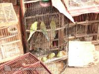 Burung Kenari dan Perkici Dari Pasar Burung Jatinegara