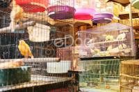 Pasar Burung Pramuka Dari Burung Impor Hingga Lokal