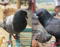 Berhobi Merpati di Tepi Waduk Papanggo